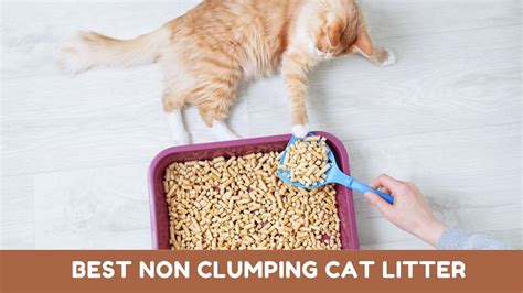 clumping cat litter reviews  kitten passion
