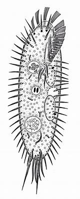 Protozoa Hieronymus Illustrations sketch template