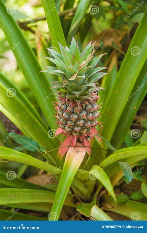 pineapple growing   farm space plantation india stock image image  green garden