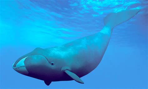 de groenlandse walvis twee eeuwen dobberen  het noordpoolwater krant van de aarde