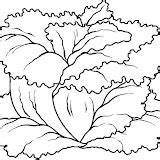 Lechugas Alface Folhas Verduras Tudodesenhos Niñas Pretende Disfrute Compartan sketch template