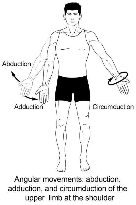 types  body movements anatomy  physiology