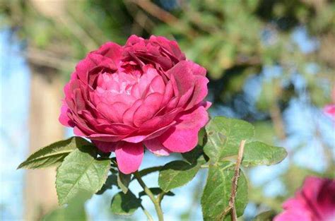damask rose encyclopedia of life