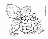 Coloring Berries Pages Raspberry Fruits Kids Printable Flowers Fruit Colouring Clip Color Stamps Vegetables Crafts Big Colored Flower Drawings 4kids sketch template