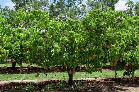 grow mango trees