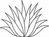 Agave Plant Clipart Line Aloe Drawing Clip Science Plants Cactus Cliparts Clipground Library Big Choose Board Tattoo 3d sketch template