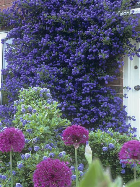 list  purple flower climbing plant ideas normans blog