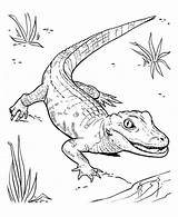 Alligator Coloring Baby American Pages Crocodile Drawing Line Printable Getdrawings Print Weird Color Template Getcolorings Allig sketch template