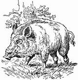 Boar Sanglier Coloriages Wildschwein Marcassins Pig Hog Zeichnen Danieguto Usf Hirsch Pencil Zeichnungen новости sketch template