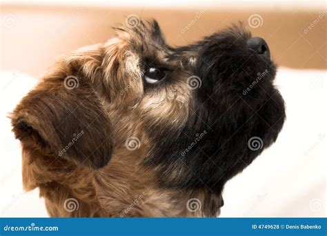 small brown puppy stock photo image  protect dackel