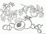 Owoce Kolorowanki śliwka Brzoskwinia Morela sketch template