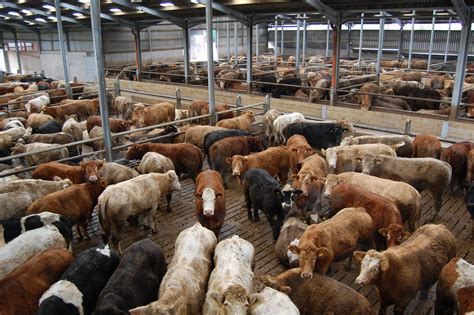 key areas  improve cattle cleanliness agriland