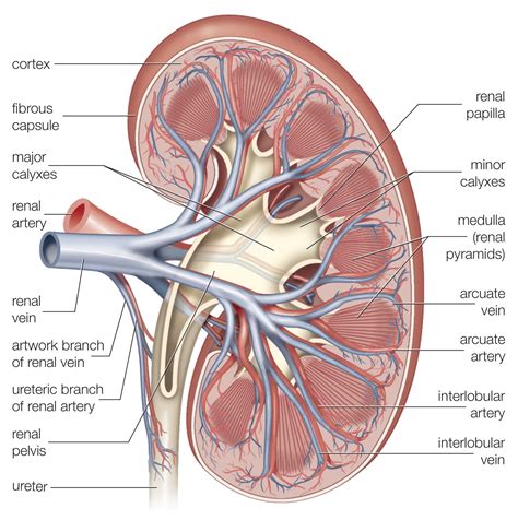 medical  health science kidney internal structure