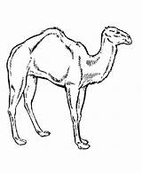 Camel Caravan Drawing Paintingvalley sketch template