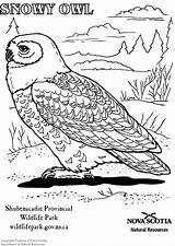 Owl Coloring Snowy Pages Edupics sketch template