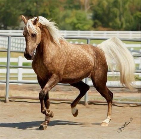 chocolate dapple palomino morgan mare horses beautiful horses palomino horse