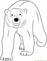 Bear Polar Coloring Walking Pages Sitting Template Coloringpages101 Color sketch template