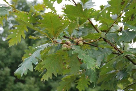 tennessee seed orchard system ut tree improvement program