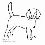 Beagle Beagles Shorthair Pointer Horse sketch template