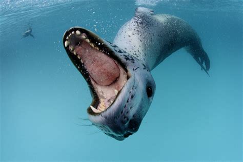 leopard seal pictures   images  facebook tumblr pinterest  twitter