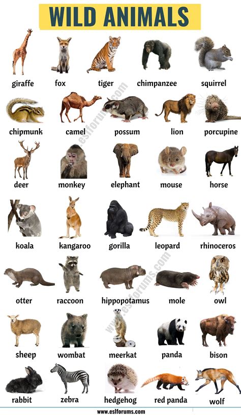 wild animal pictures  names