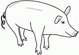 Animale Colorat Porc Planse Domestice Cu Desene Fise Porcul Copii Porci Vaca Lucru Gradinita Oaie Catei Purcel Craciun Imaginea Pisica sketch template