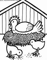 Coloring Chicken Pages Chickens Popular sketch template