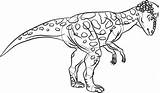Pachycephalosaurus Dinosaurs Howstuffworks Clip sketch template