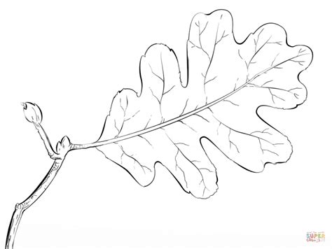 oak tree leaf coloring page  printable coloring pages oak tree