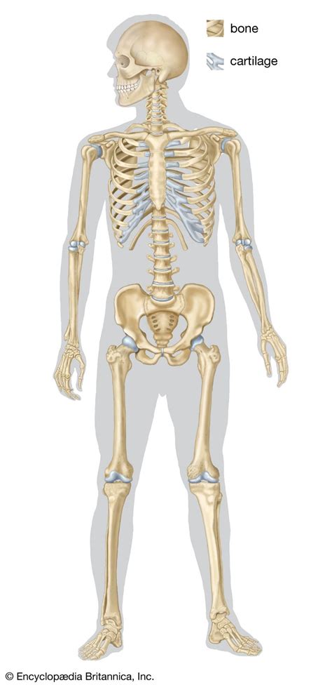 human skeleton parts functions diagram facts britannica