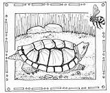 Coloring Turtle Snapping Pages Florida Drawing Geography Hand Getdrawings A1 Comments Getcolorings Library Nature Drawn Printable sketch template