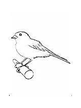 Canary Coloring Pages Kids sketch template
