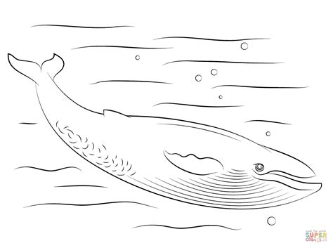 blue whale baby  seals coloring page  printable sketch coloring page