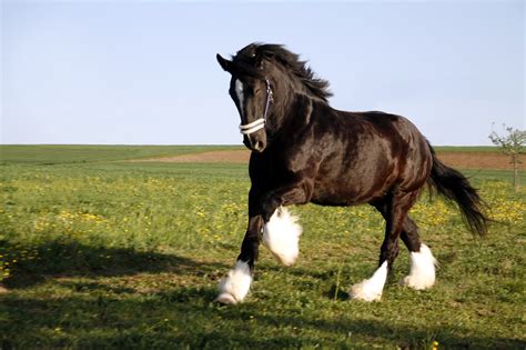 draft horse breeds      homestead