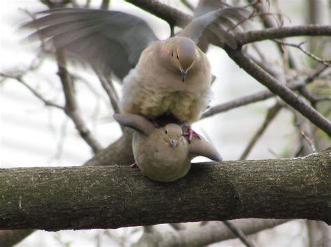 img mourning dove copulation cheasepeake flickr