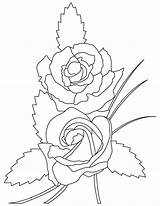 Coloring Amber Flush Pages Rose sketch template