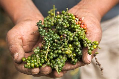 Bet You Didn T Know Where Peppercorns Come From Huffpost