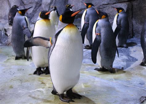 detroit zoo penguin exhibit remains closed  years  repairs began