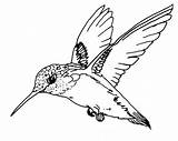 Hummingbird Throated Realistic Humming Picaflor Kolorowanka Druku Hummingbirds Colorluna Zabawy sketch template