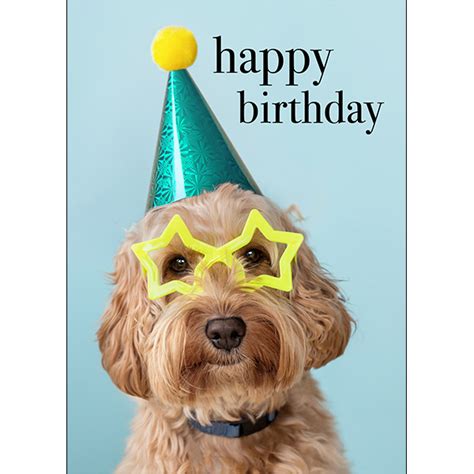 dog animal birthday card happy birthday  party animal