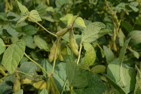 adams soybean growth stages guide peterson farms seed