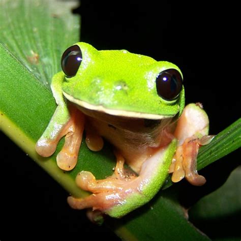 pin  caroline lofquist  animals tree frogs pet frogs rare animals