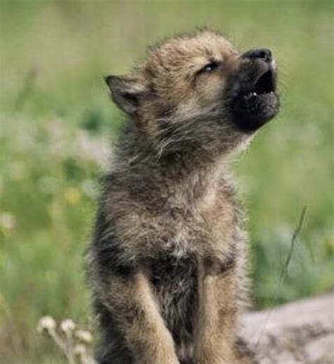 wolf cub learning  howl rhardcoreaww