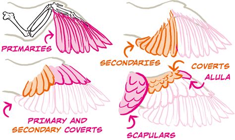 bird wing anatomy wings drawing wing anatomy bird drawings