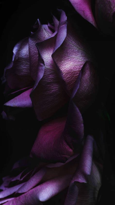 ios9 purple rose flower art wallpaper iphone 8 wallpapers free download