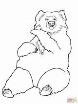 Sloth Bear Coloring Pages India Printable Drawing sketch template