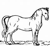 Horse Coloring Andalusian Pages Animals Coloringcrew Drawings Printable Kindergarten sketch template