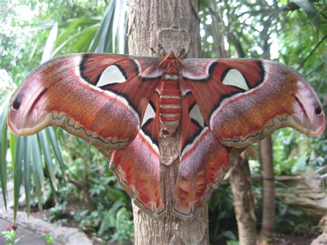 giant atlas moths fluttering   butterfly center  beyondbones