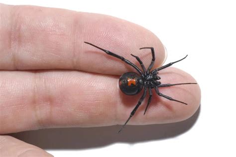 black widow spider bite  appearance symptoms  treatment