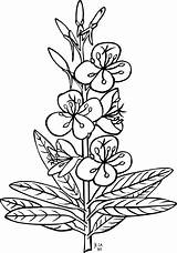 Clip Fireweed Coloring Clipart Clker Large Svg sketch template